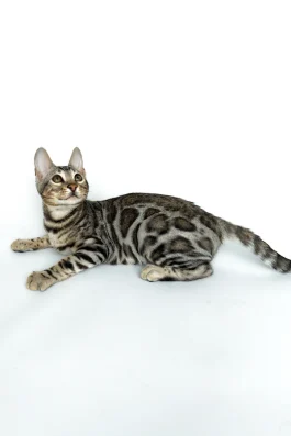 benji1