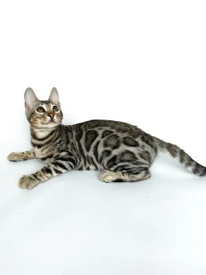 benji1