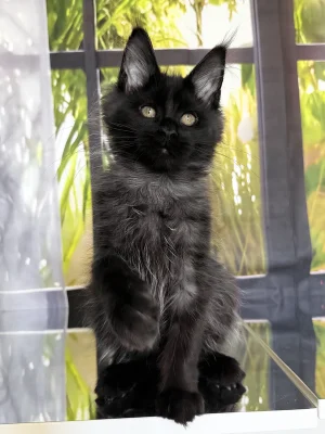 maincoonadam2