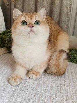 test cat3